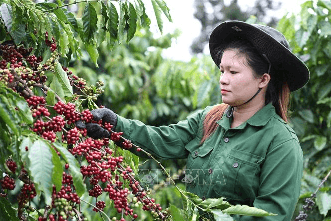 Bản tin nông sản hôm nay (3-10): Giá cà phê dao động trong khoảng 115.500 - 116.900 đồng/kg