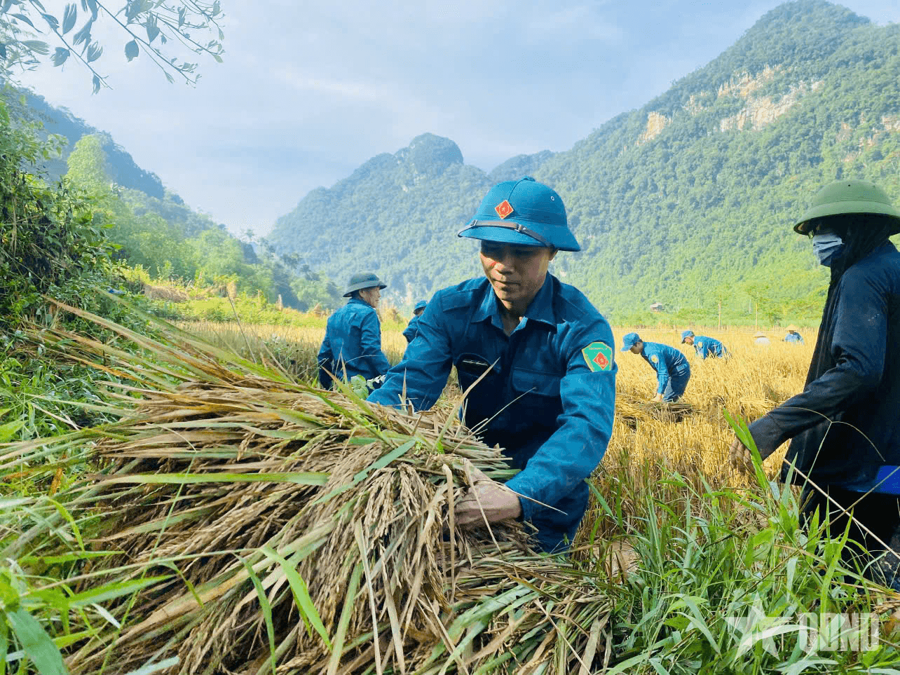 Nghệ An: Nghĩa tình mùa gặt chạy bão