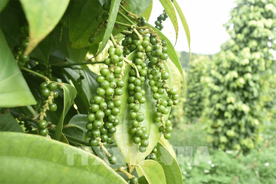 Bản tin nông sản hôm nay (7-10): Giá hồ tiêu trong nước tăng nhẹ