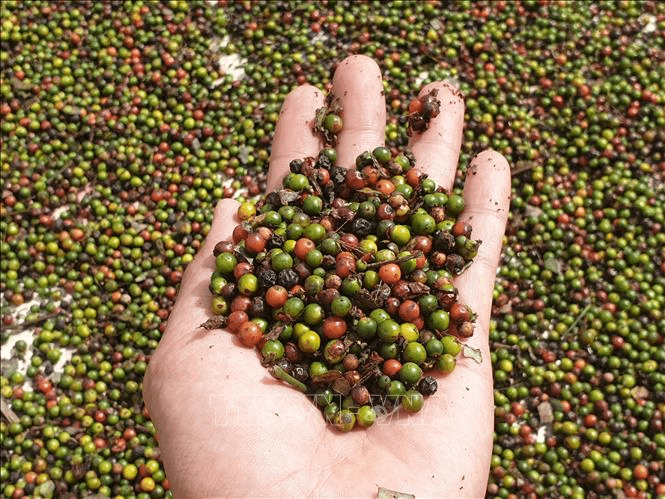 Bản tin nông sản hôm nay (13-10): Giá hồ tiêu ổn định