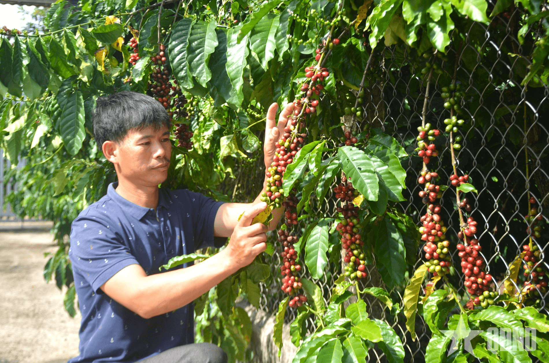 Công bố chỉ dẫn địa lý “Lâm Đồng” cho sản phẩm cà phê