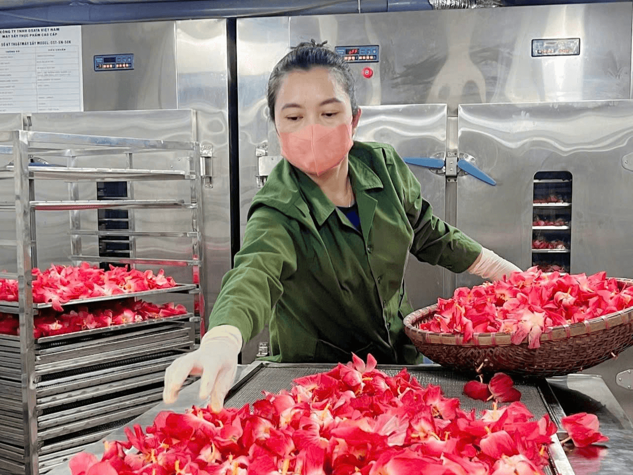 Khởi nghiệp từ cây dược liệu bị lãng quên