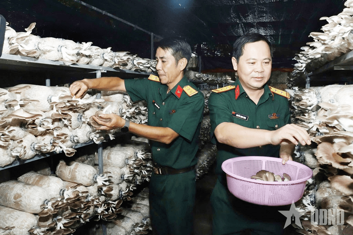 Trồng nấm bào ngư cải thiện đời sống bộ đội