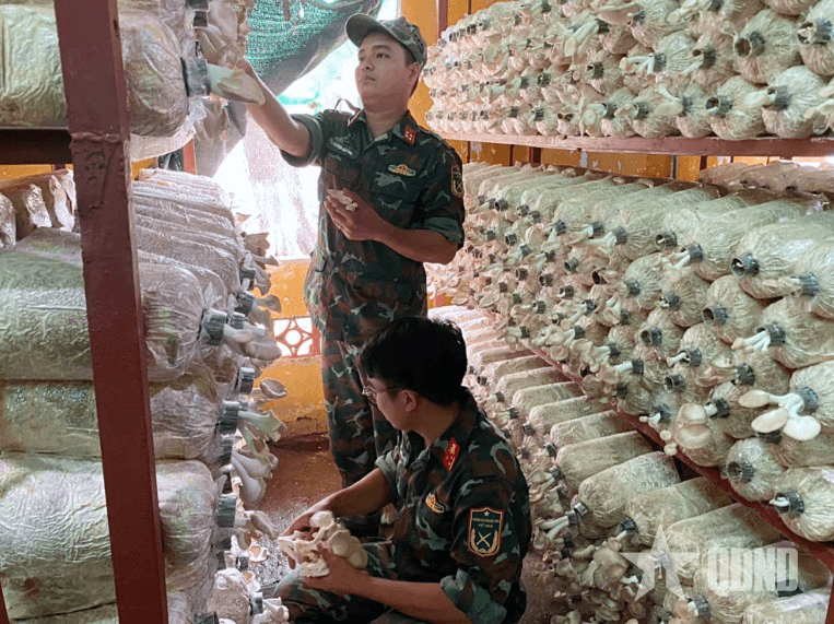 Bộ đội Hậu cần, Kỹ thuật thời kỳ mới, dấu ấn mới: Hiệu quả trồng nấm bào ngư xám