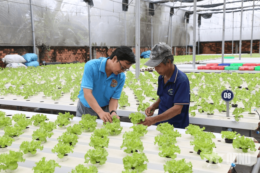 Nông nghiệp công nghệ cao TP Hồ Chí Minh: Đúng hướng nhưng còn nhiều thách thức