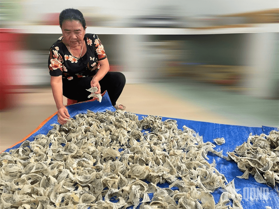 Xây nhà cho chim yến "nhả vàng"