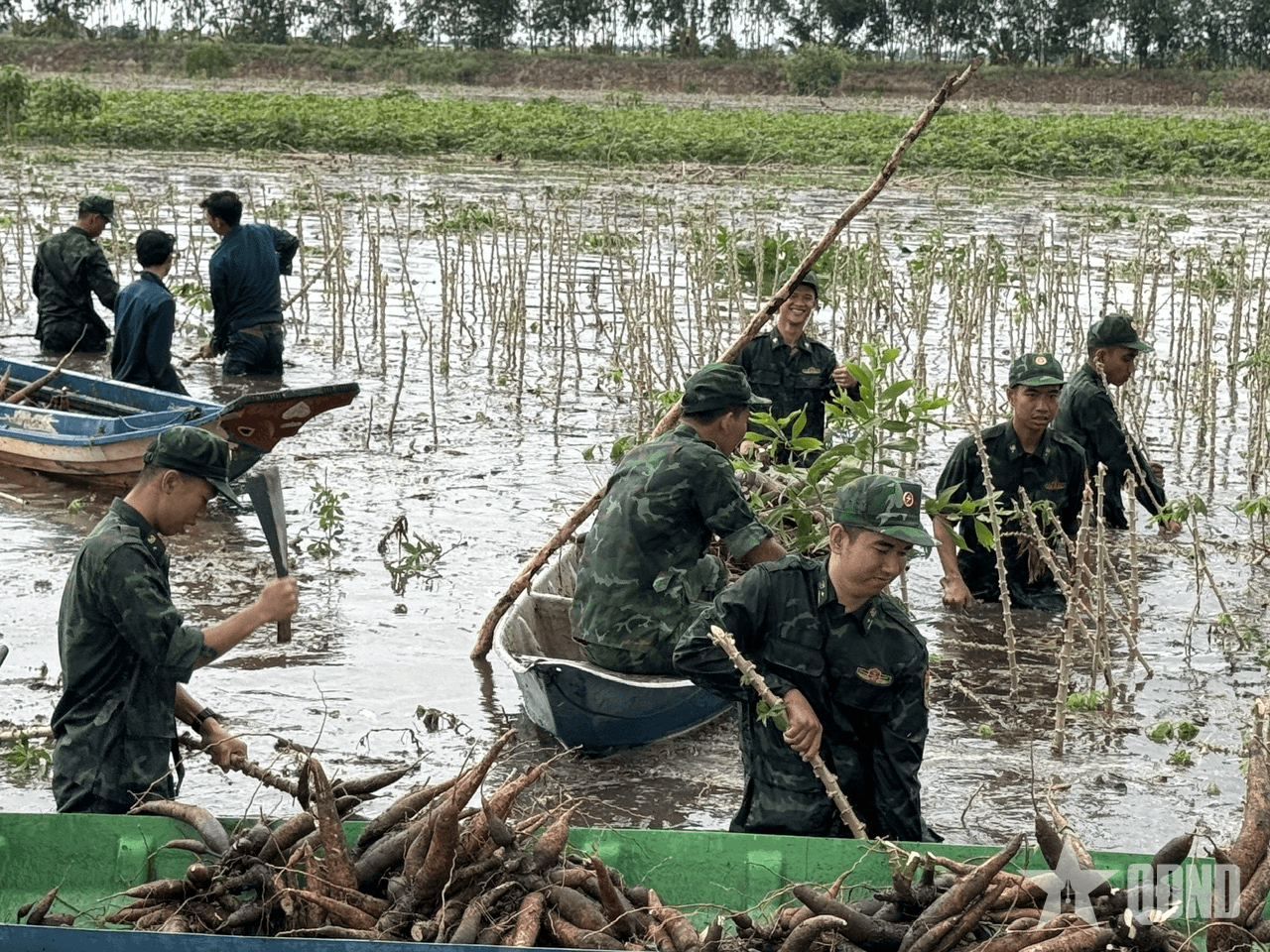 Bộ đội Biên phòng tỉnh An Giang tích cực giúp dân thu hoạch hoa màu, gia cố bờ bao chống lũ