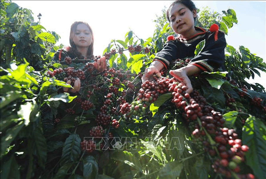 Bản tin nông sản hôm nay (9-11): Giá cà phê trong nước đồng loạt tăng mạnh