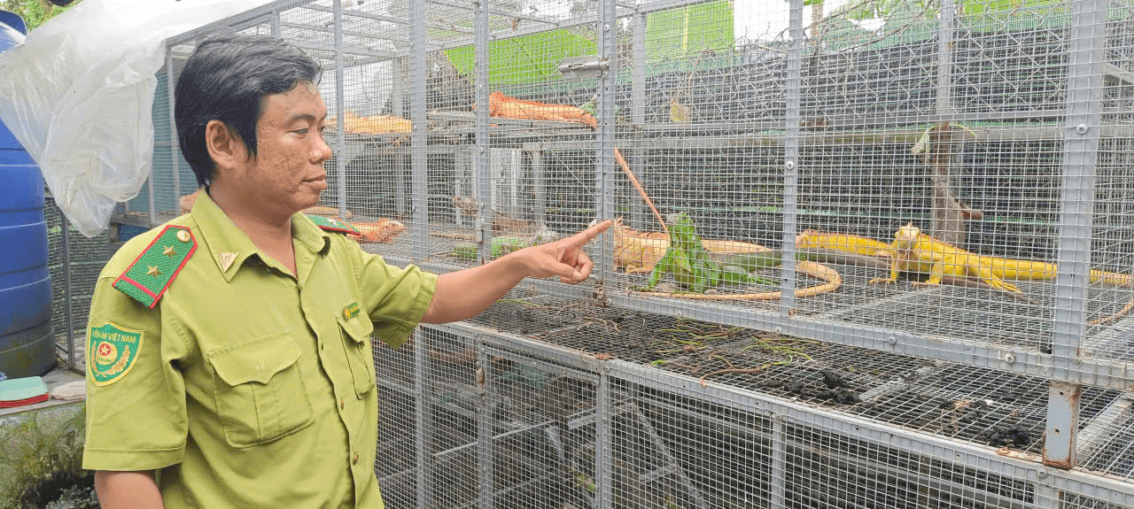 Phát hiện 191 cá thể Rồng Nam Mỹ nuôi trái phép ở xã Thoại Sơn, tỉnh An Giang