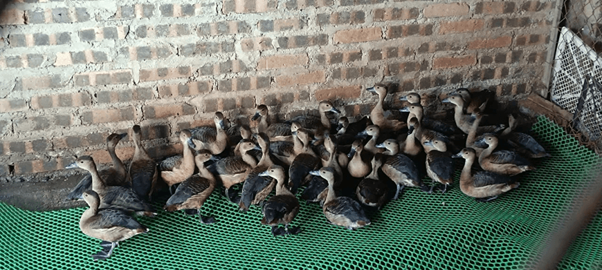 Phát hiện 3.767 cá thể động vật hoang dã nuôi, bẫy trái phép ở các địa phương