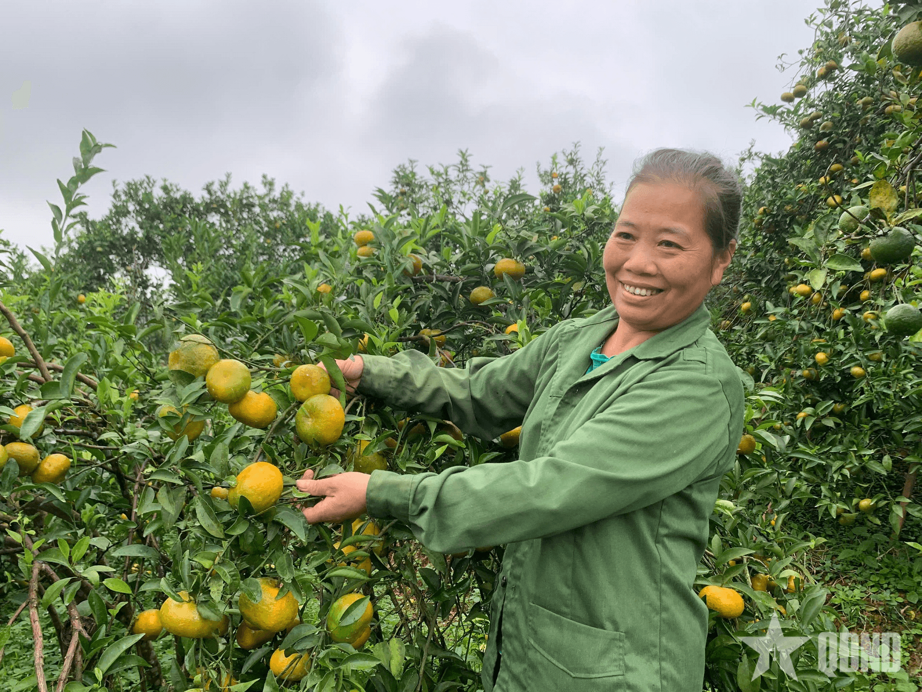 Cam sen-trái ngọt trên đất rừng Văn Chấn (Lào Cai)