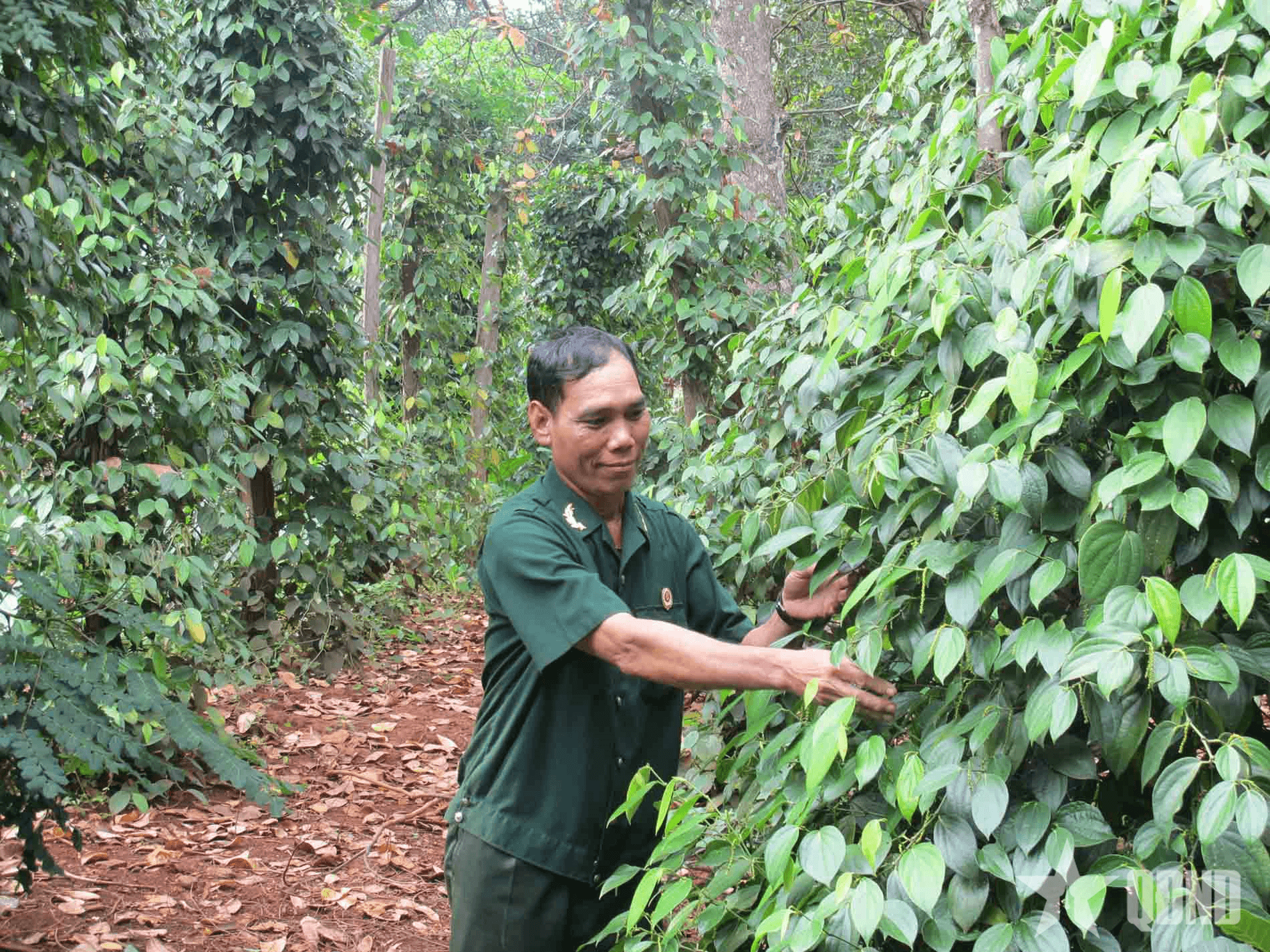 Đồng Nai khơi dậy tiềm năng phát triển cây hồ tiêu