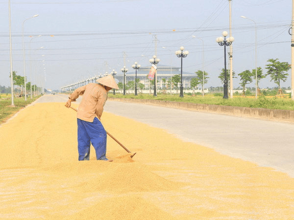 Pháp luật và cuộc sống: Vi phạm pháp luật vì phơi thóc trên đường