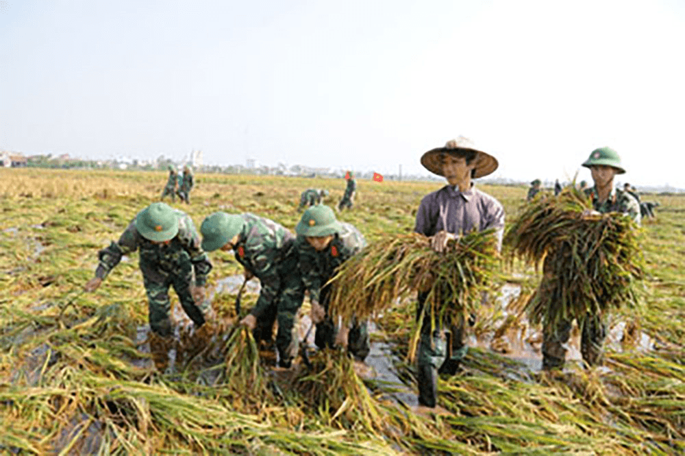 Nhớ hôm gặt lúa giúp dân
