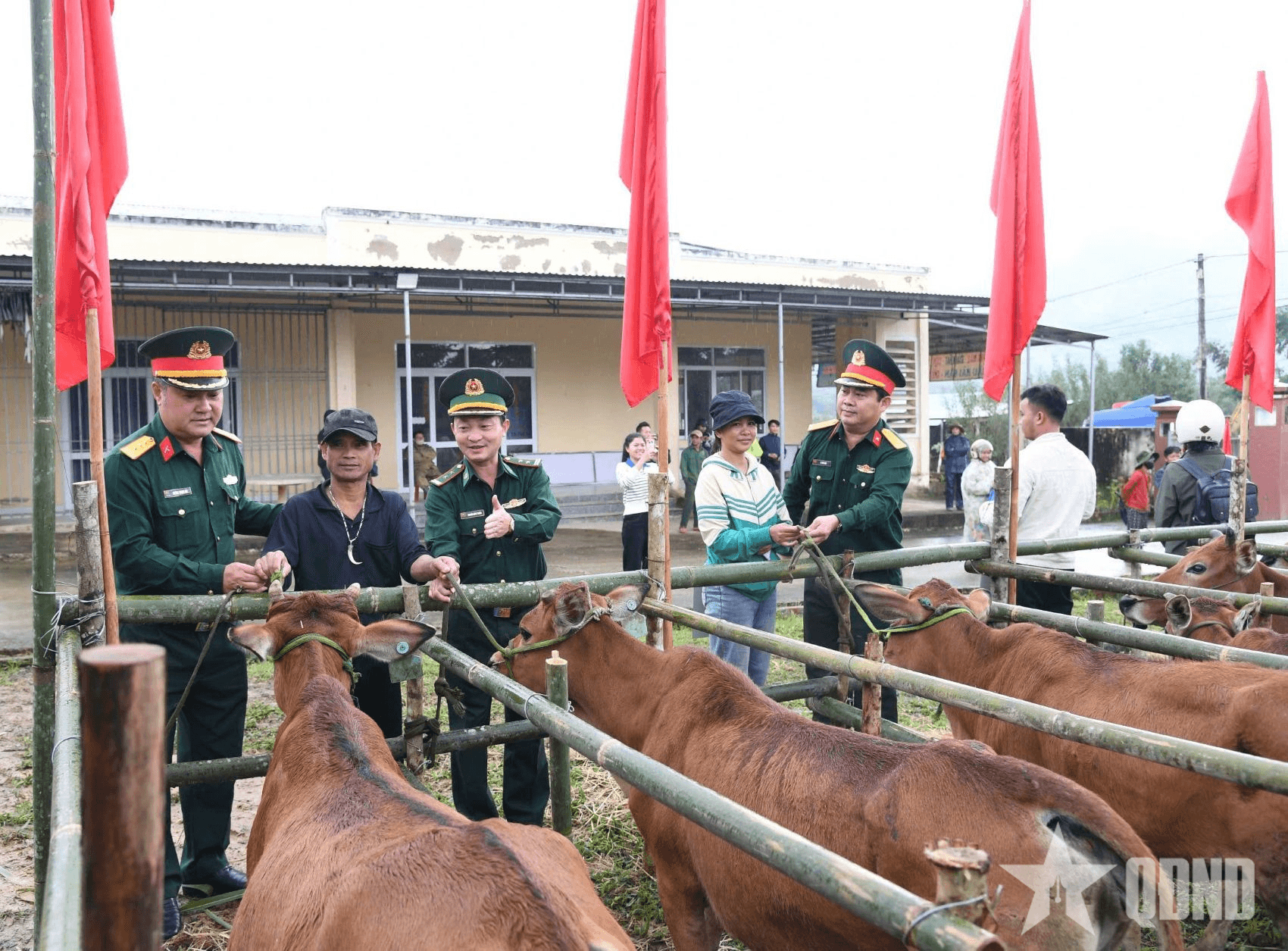 Đoàn Kinh tế - Quốc phòng 207 trao bò giống sinh sản hỗ trợ sinh kế