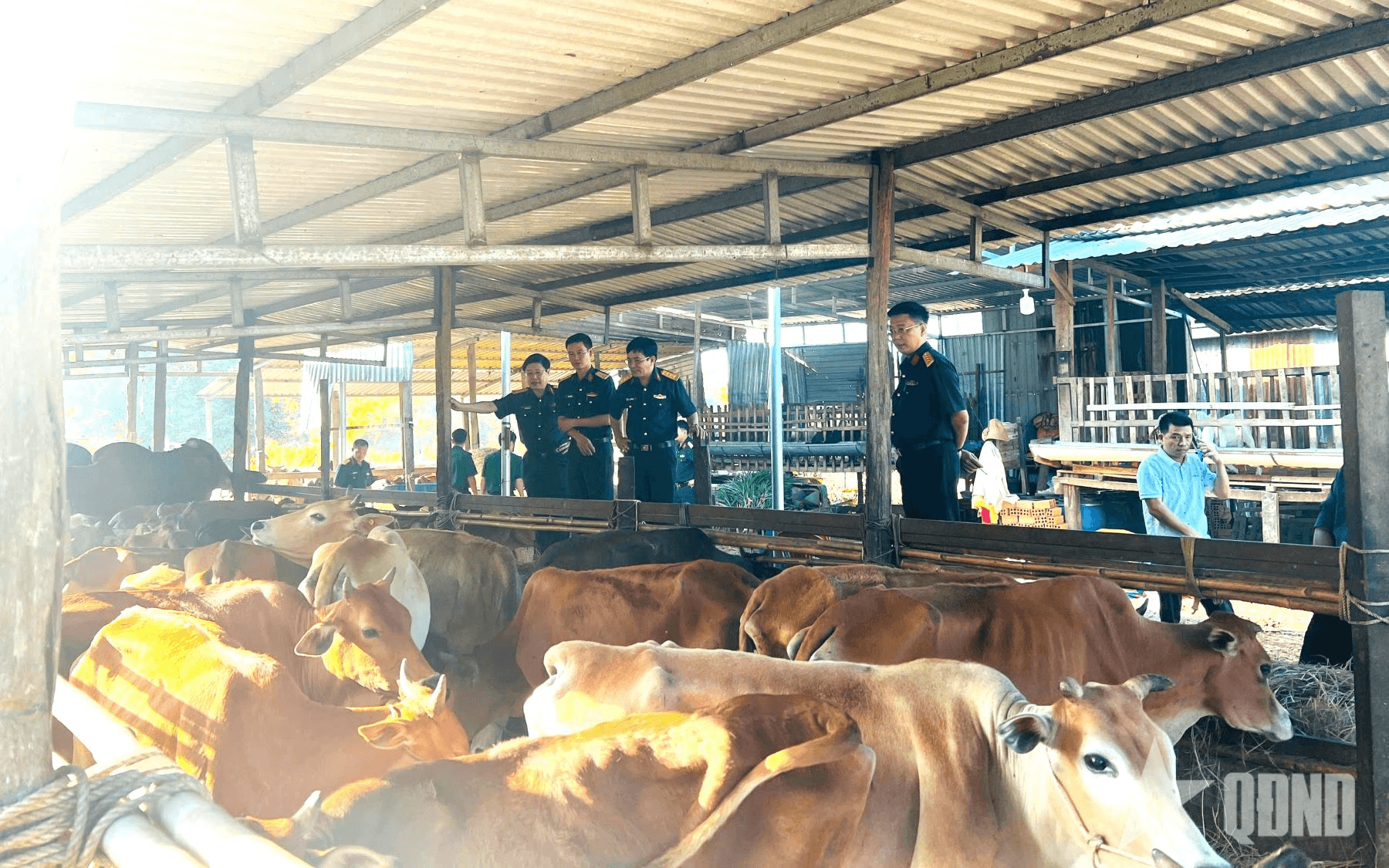 Binh đoàn 16 kiểm tra chất lượng con giống phục vụ Dự án Chương trình mục tiêu quốc gia năm 2025