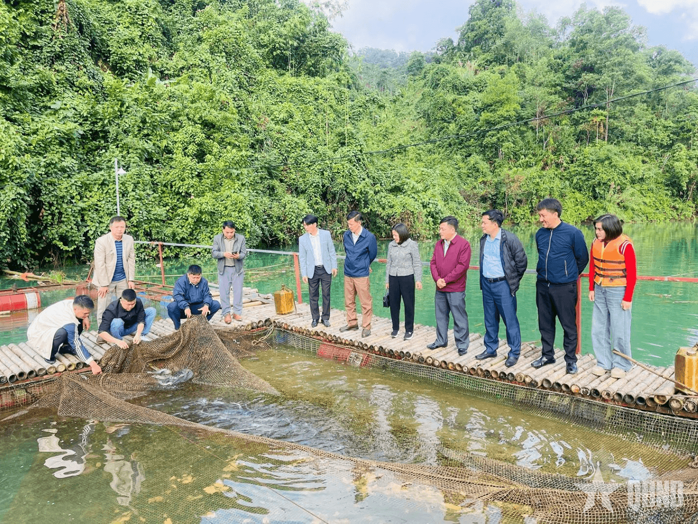 Tuyên Quang: Thêm sinh kế cho người dân từ mô hình nuôi cá lăng chấm trên lòng hồ