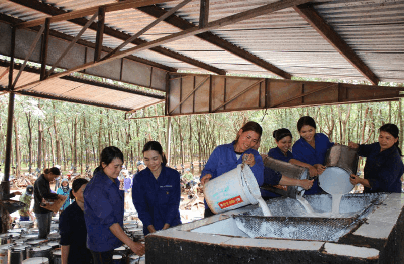 Ống kính bạn đọc: Công nhân Binh đoàn 15 khai thác "vàng trắng"
