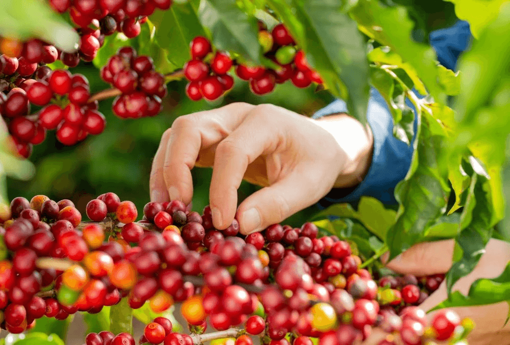Bản tin nông sản hôm nay (24-12): Giá cà phê tiếp tục tăng mạnh
