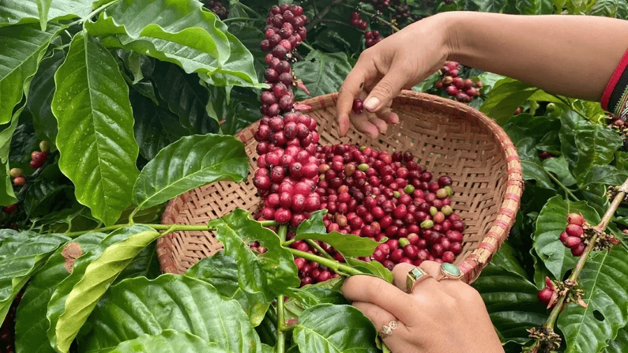 Bản tin nông sản hôm nay (25-12): Giá cà phê tăng mạnh