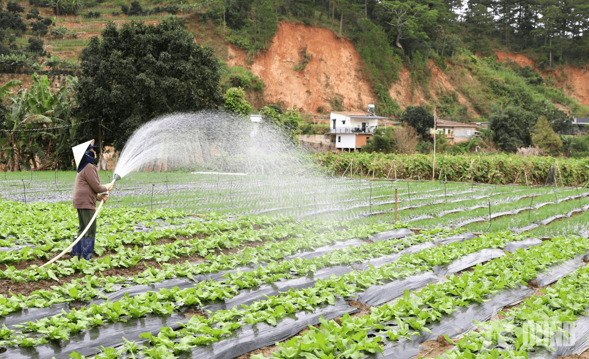 Lâm Đồng: Nguồn cung rau củ sụt giảm, giá cao