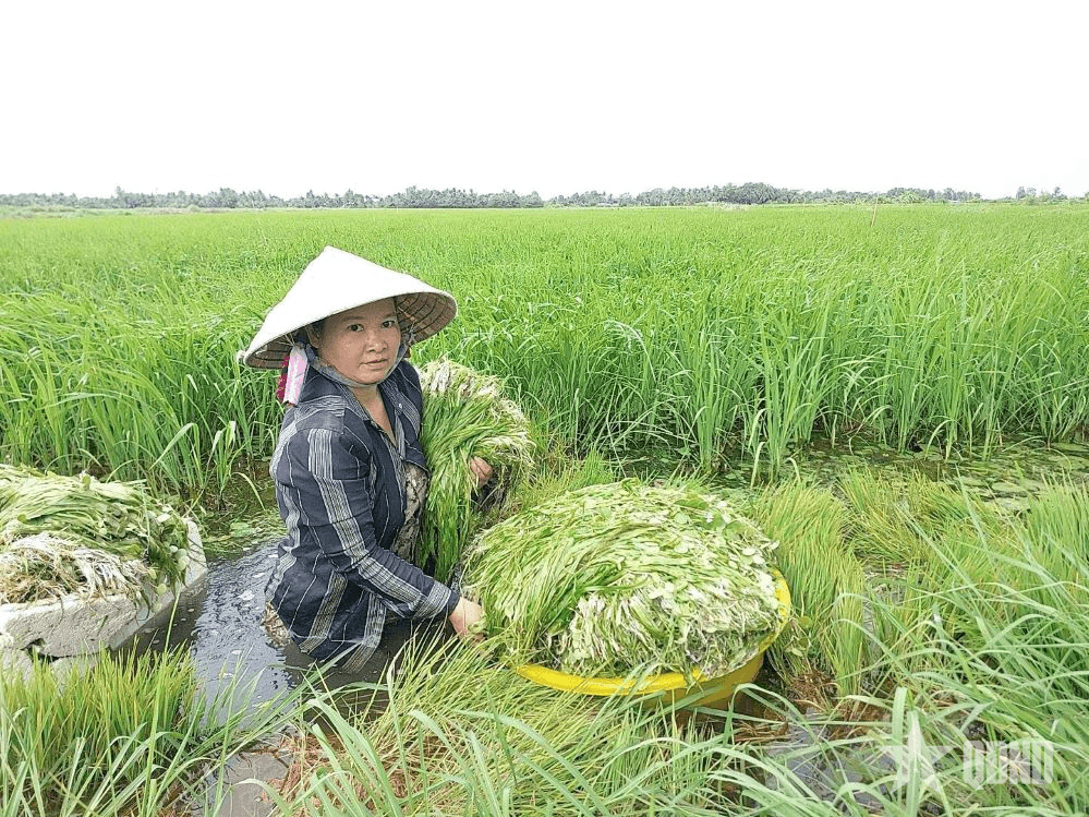 Hương vị đồng quê miền Tây