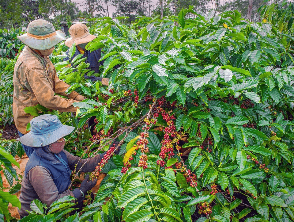 Bản tin nông sản hôm nay (31-12): Giá cà phê tăng mạnh