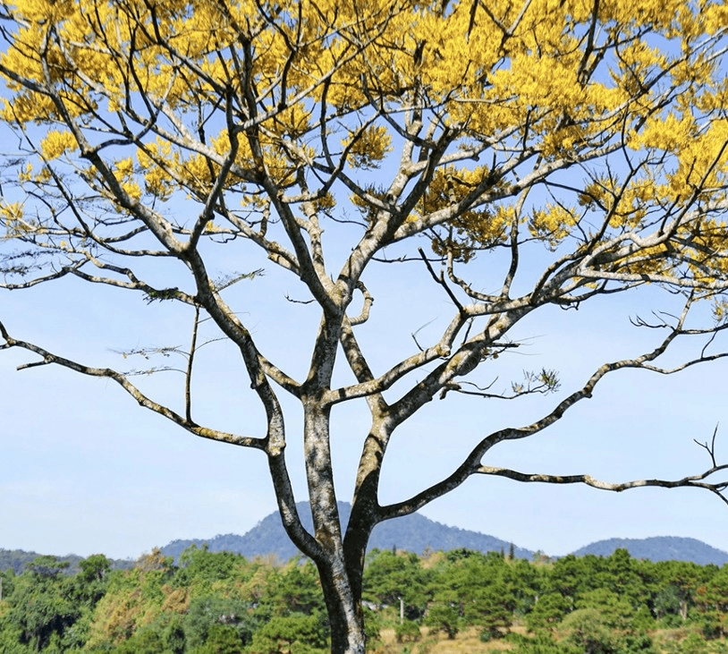 Phượng vàng rực rỡ trên cao nguyên B’lao ngày đầu năm