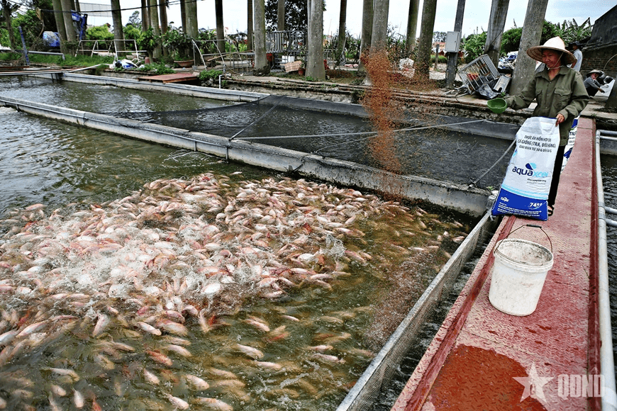Việt Nam phấn đấu xuất khẩu thủy sản 11,5 tỷ USD năm 2026
