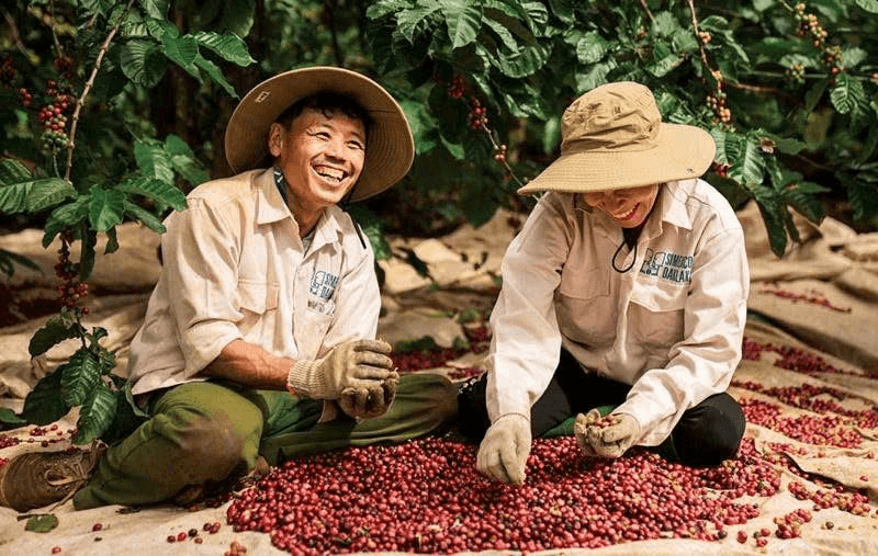 Bản tin nông sản hôm nay (10-1): Giá cà phê hạ nhiệt, hồ tiêu ổn định, lúa gạo đi ngang