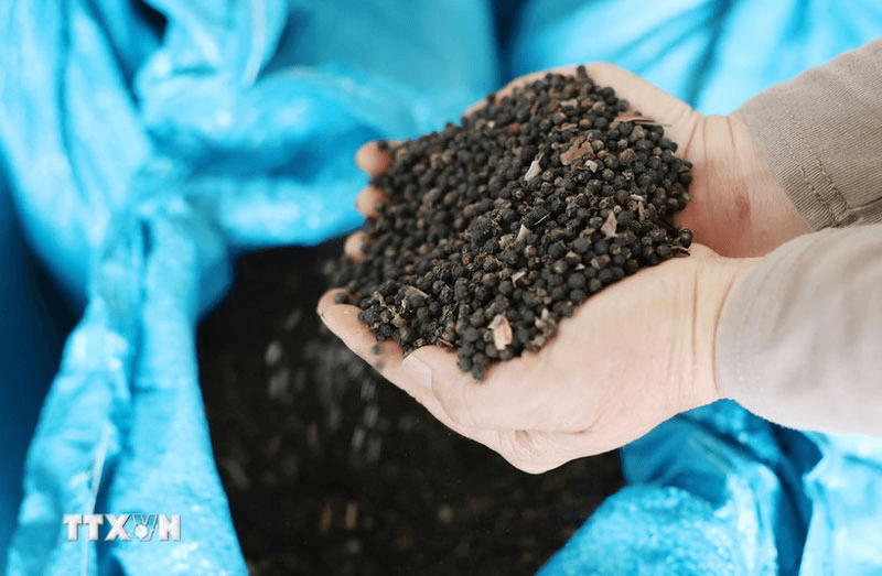 Bản tin nông sản hôm nay (12-1): Giá hồ tiêu tăng, cà phê bình ổn