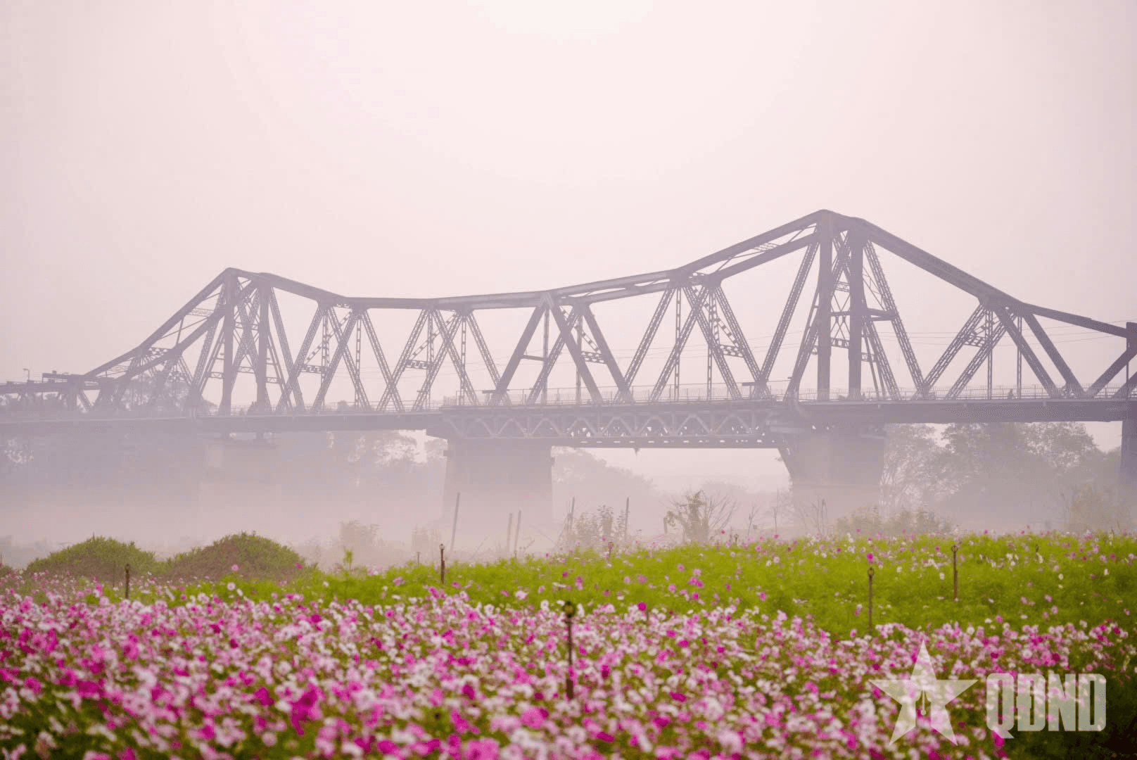 Hà Nội: Đón ánh bình minh rực rỡ tại bến hoa Phúc Xá
