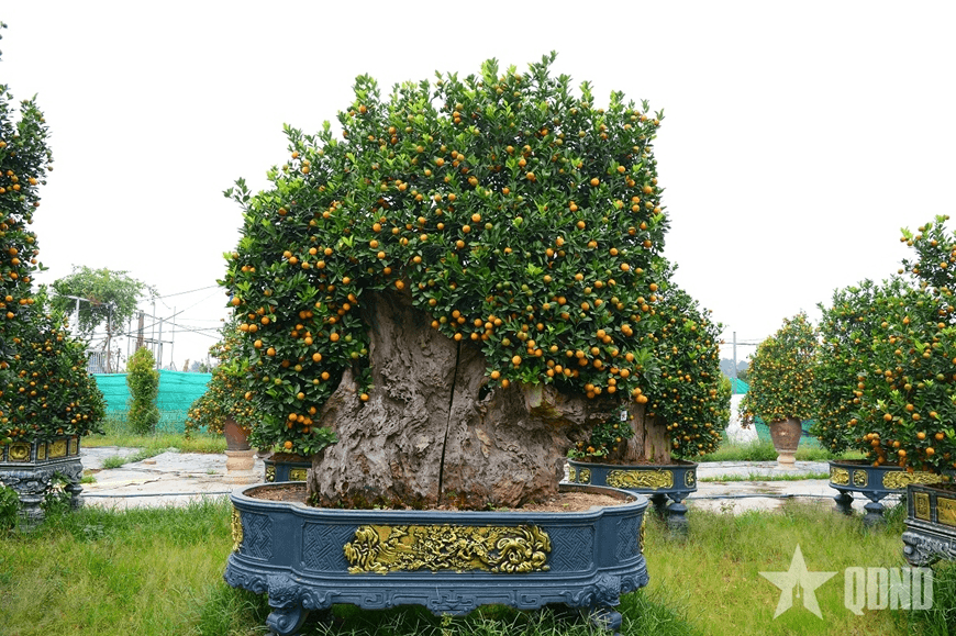 "Độc lạ" quất mộc căn làng quất Tứ Liên
