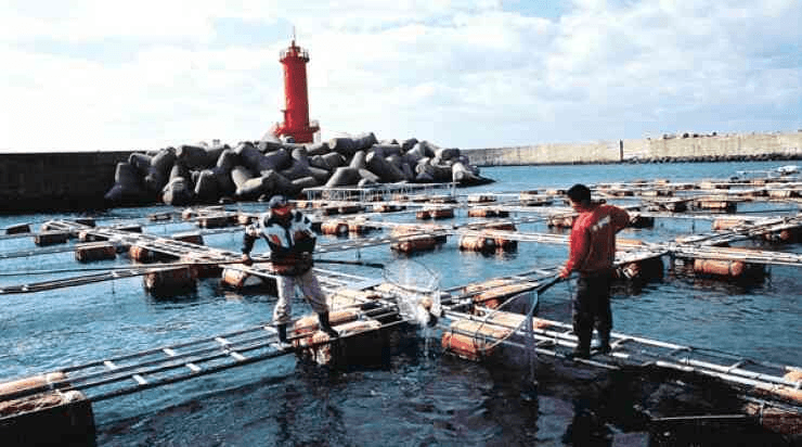 Hàn Quốc tuyển thêm lao động nước ngoài để nuôi trồng thủy sản