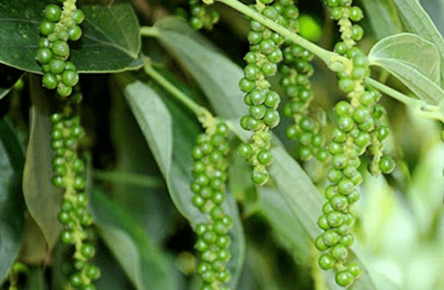 Bản tin nông sản hôm nay (28-1): Giá cà phê tiếp tục tăng