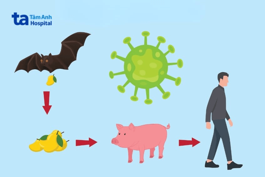 Cục Quân y hướng dẫn phòng, chống bệnh do virus Nipah