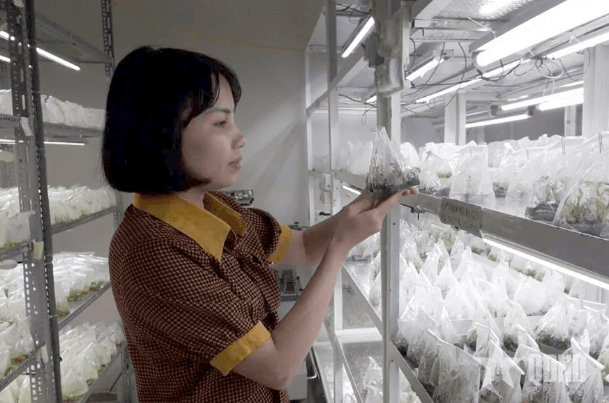 Công nghệ chỉnh sửa gen - cơ hội cho nông nghiệp Việt Nam