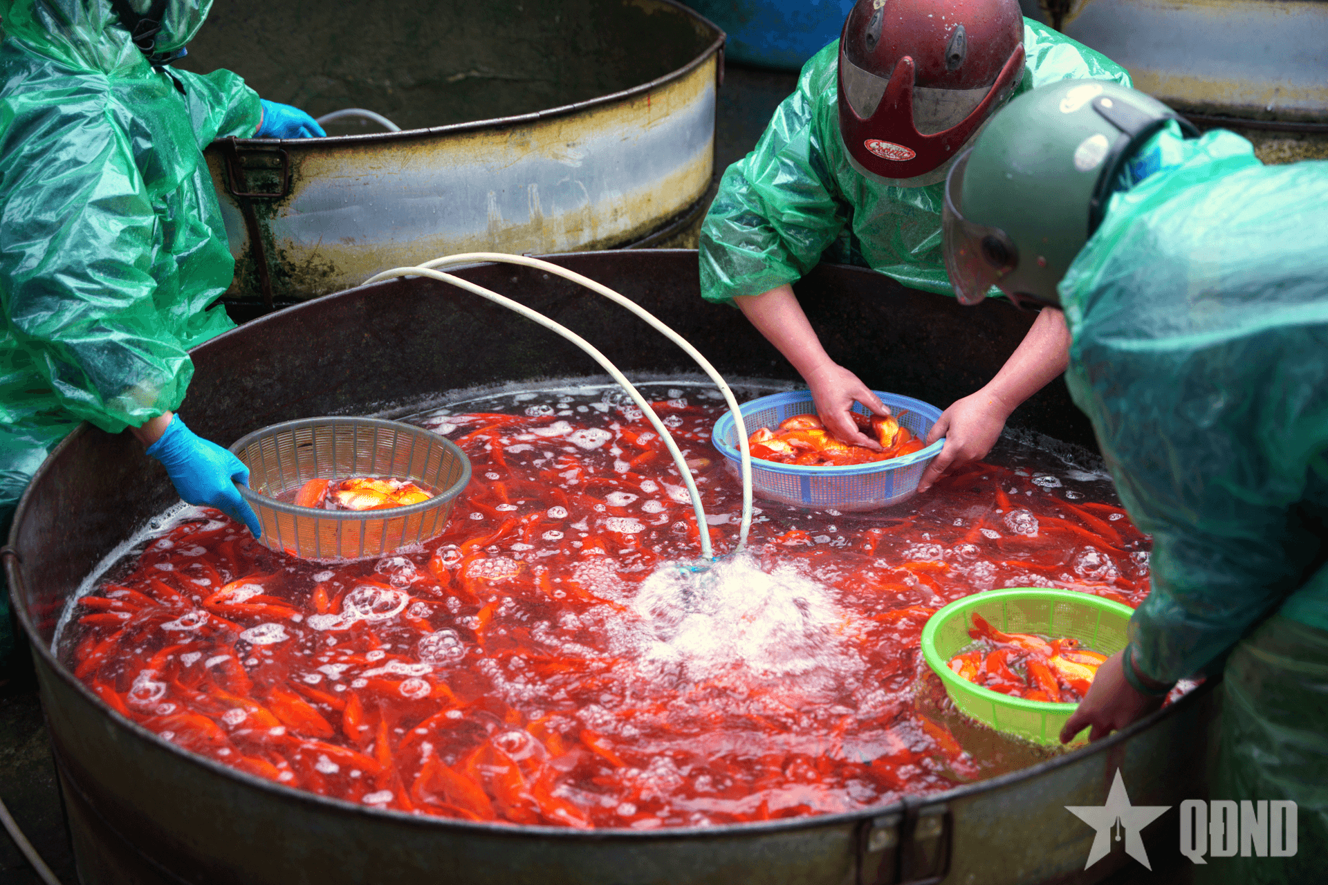 Chợ cá lớn nhất Hà Nội nhộn nhịp trước Tết ông Công, ông Táo