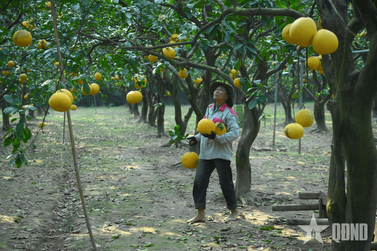 Bưởi Diễn vào vụ Tết