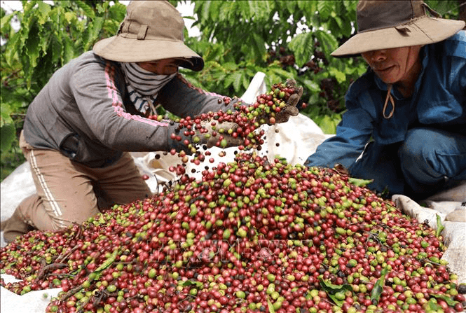 Bản tin nông sản hôm nay (24-2): Giá cà phê giảm mạnh