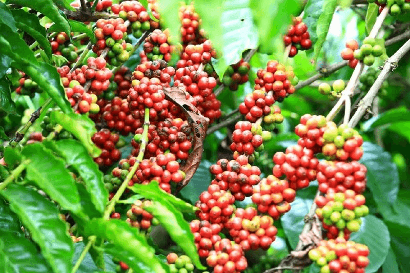 Bản tin nông sản hôm nay (28-2): Giá cà phê, hồ tiêu cùng giảm