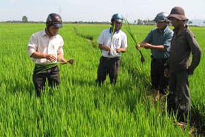 “ĐỠ ĐẦU” NÔNG DÂN NGHIÊN CỨU LAI TẠO GIỐNG LÚA