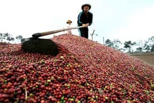 HỖ TRỢ VỐN NGƯỜI TRỒNG CÀ PHÊ