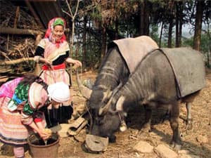 CẤP BÁCH PHÒNG, CHỐNG RÉT