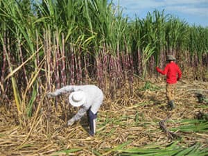 GIỮ CHỮ TÍN VỚI NÔNG DÂN