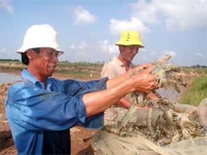 TÔM THẺ CHÂN TRẮNG-CẦN SỚM KẾT LUẬN