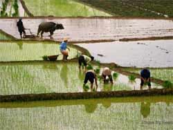 DOANH NHÂN LỘI RUỘNG!