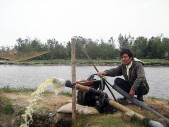 "Ân nhân" của vùng tôm sú