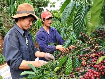 NGĂN CHẶN NẠN HÁI TRỘM CÀ PHÊ