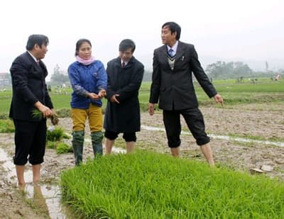 BÍ THƯ TỈNH ỦY ĐI CẤY